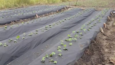 Выращивание клубники агроспаном