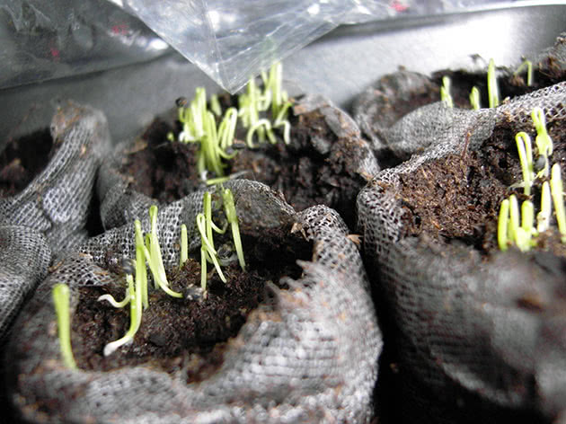 Выращивание зелени в домашних условиях из семян
