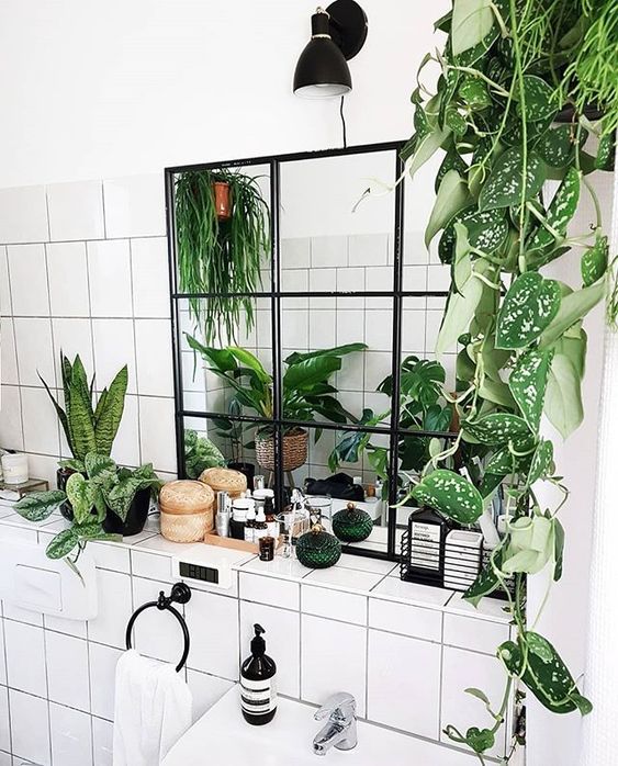 10 комнатных растений для ванной комнаты 32