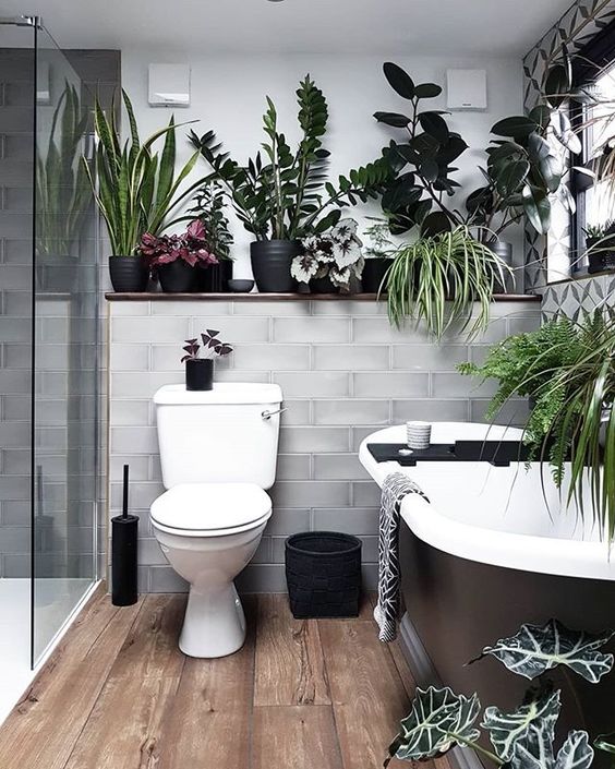 10 комнатных растений для ванной комнаты 27