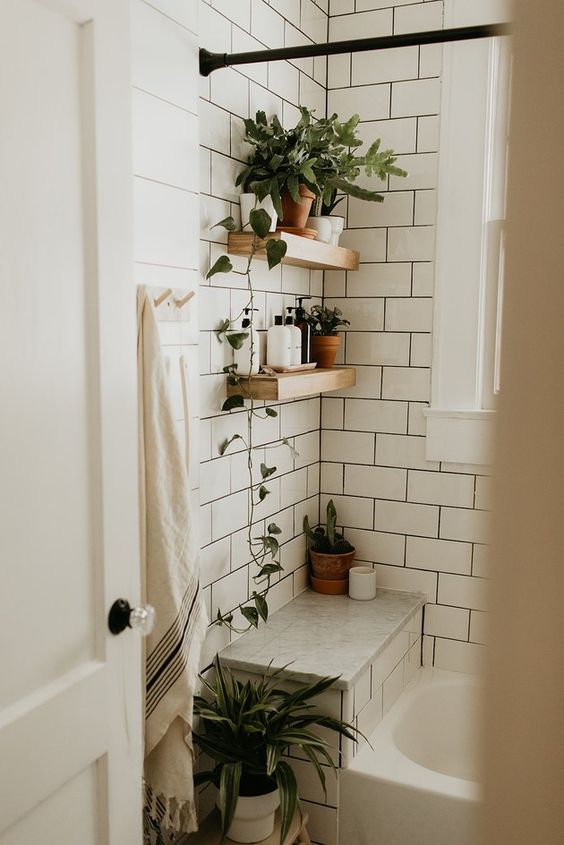 10 комнатных растений для ванной комнаты 31