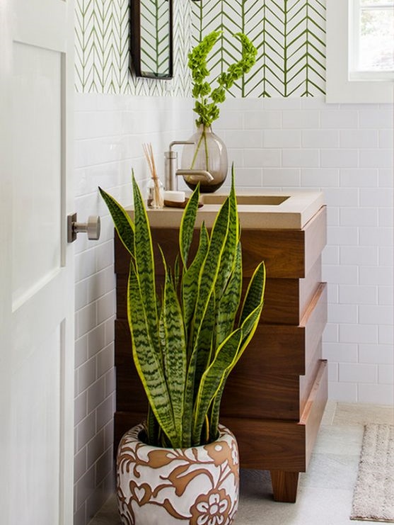 10 комнатных растений для ванной комнаты 23