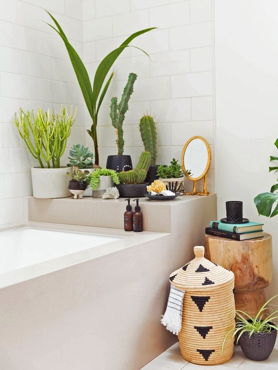 10 комнатных растений для ванной комнаты 22
