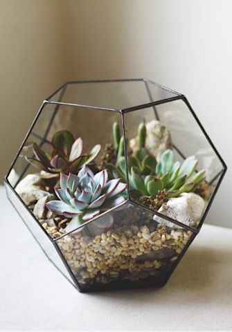 растения в вазе