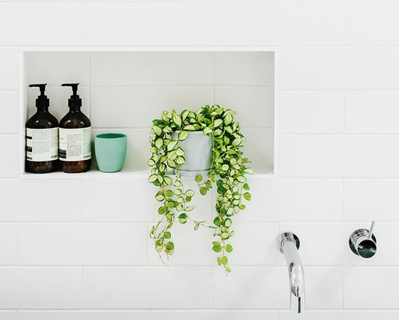 растения для ванной комнаты, комнатные растения, ванная комната