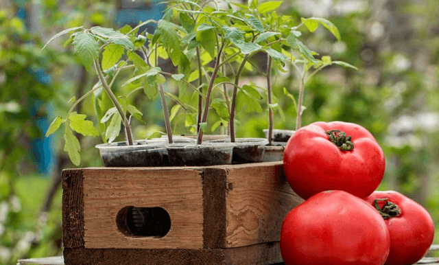 выращивание здоровой рассады томатов