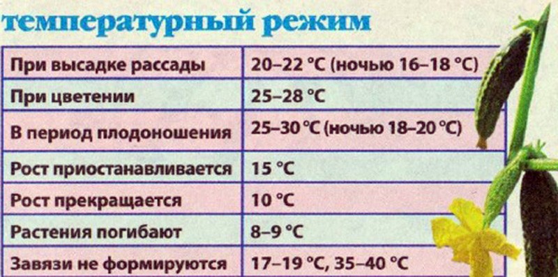 Какая должна быть температура в теплице для помидор и как ее регулировать
