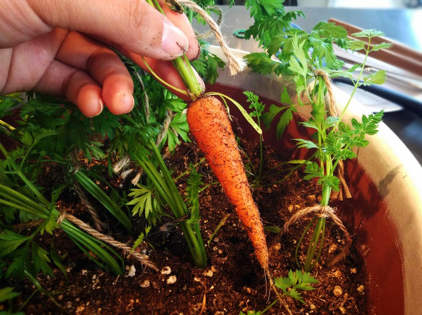 Первая морковь — в мини-огороде