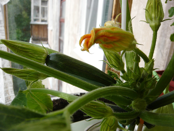 Особенности выращивания кабачков на балконе