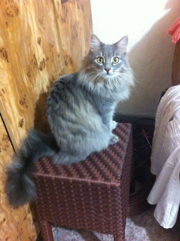 Кот на плетёном стуле