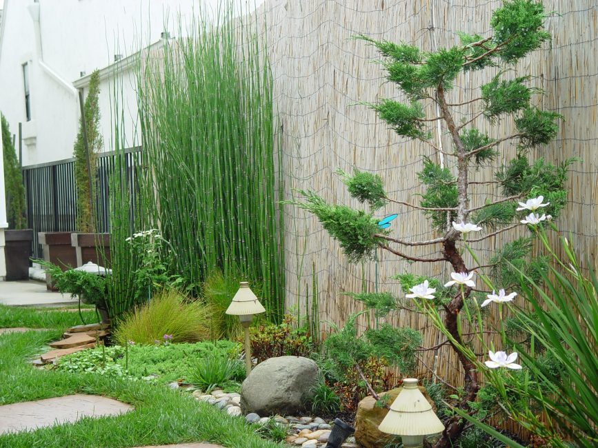 Бамбук в саду