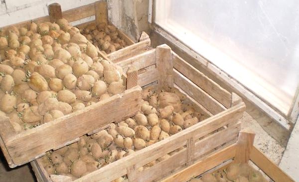 Проращивание картофеля на свету