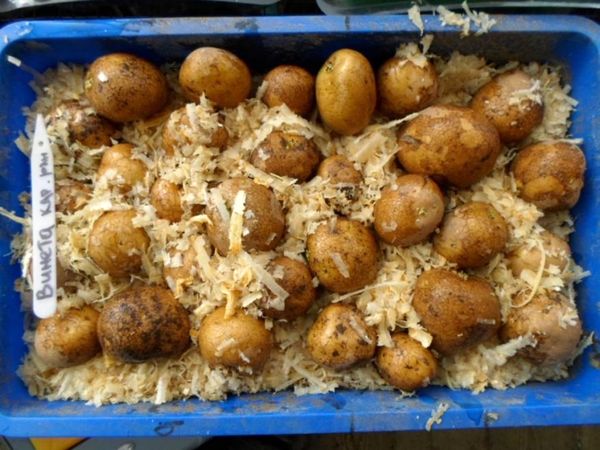 Проращивание картофеля в опилках