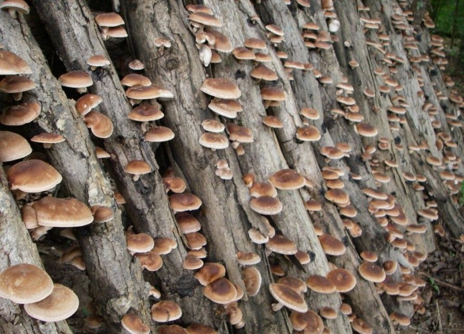 Выращивание грибов на срубленной древесине