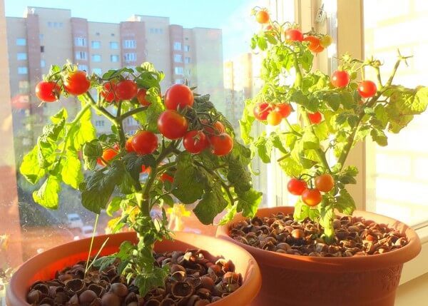 комнатные сорта томатов