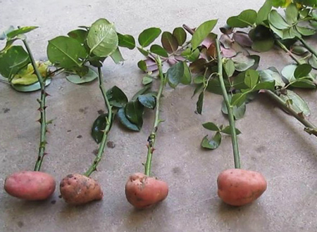 размножение в картофеле
