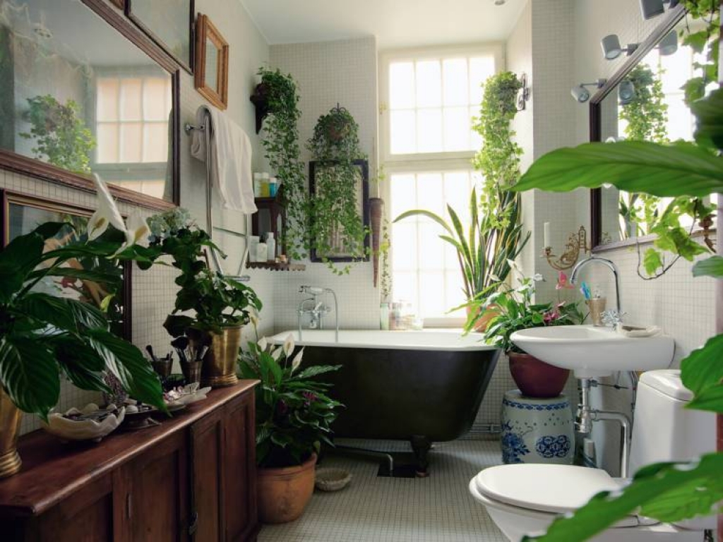 Польза растений, расположенных в ванной комнате, очевидна