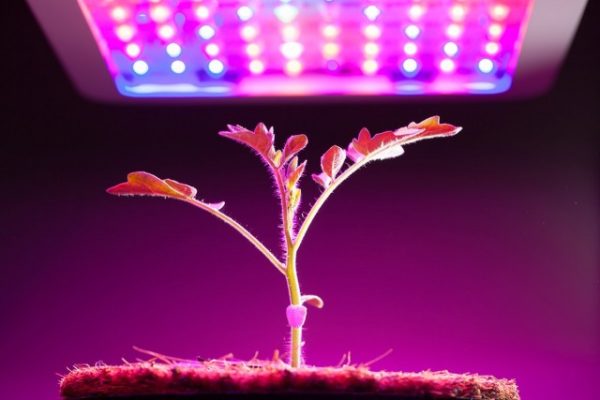 Подсветка растений фитолампой