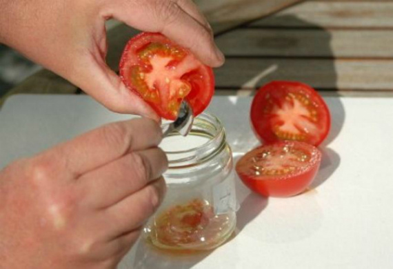 Как самостоятельно получить семена томатов