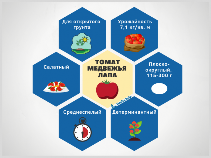 Инфографика томат Медвежья лапа