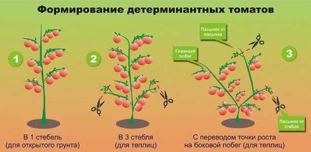 Формирование томатов в 1 и 3 стебля