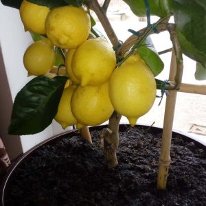 Лимонное дерево - выращивание, уход в домашних условиях, фото видов