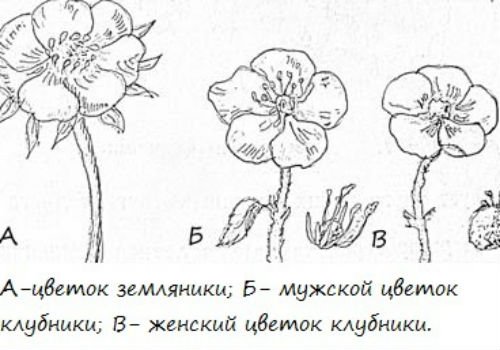 Рисунок мужского и женского цветка клубники и земляники