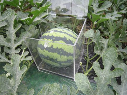 Выращивание квадратного арбуза