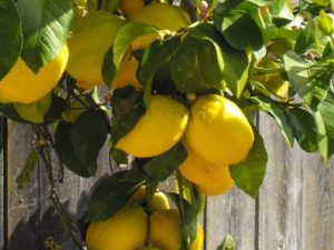 Комнатный лимон: уход в домашних условиях