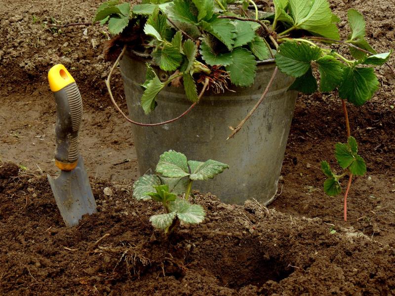 Как вырастить клубнику в открытом грунте