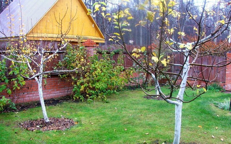 Осенняя обработка яблонь: как не дать вредителям перезимовать в вашем саду