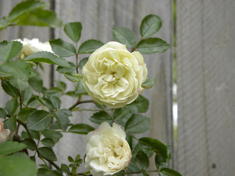 Фото розы грин айс