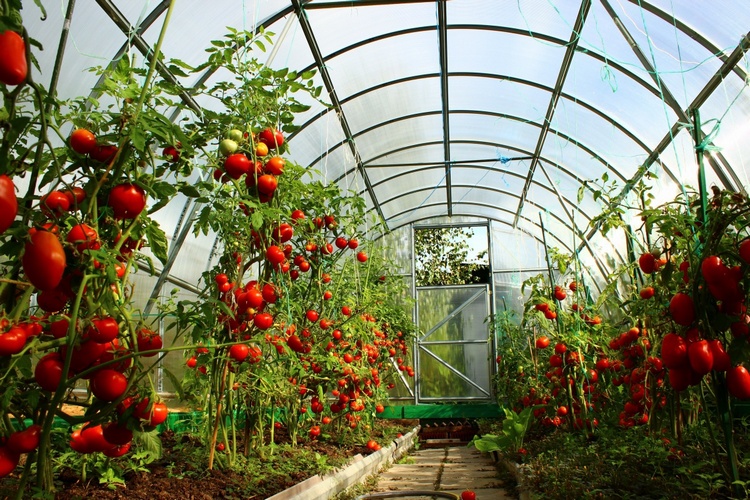 томаты в теплице из поликарбоната