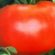 Лучшие сорта томатов для алтайского края