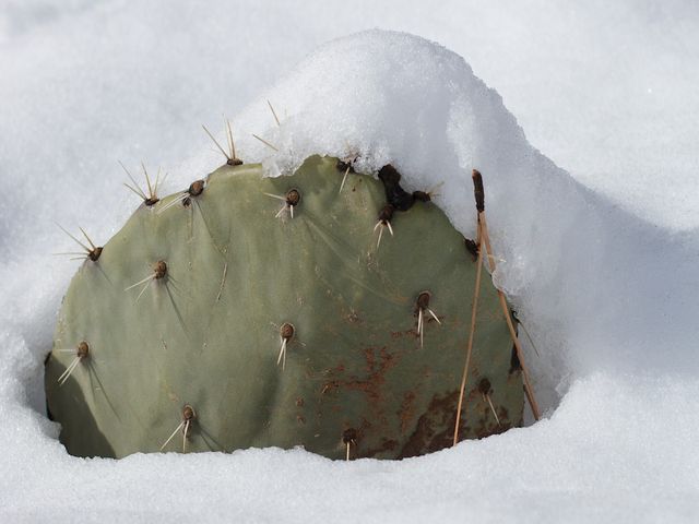 кактус в снегу