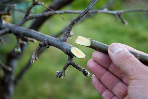 Как привить яблоню на дичку: пошаговое руководство для начинающих садоводов