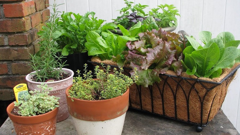 Как обустроить огород на балконе - свежие овощи круглый год