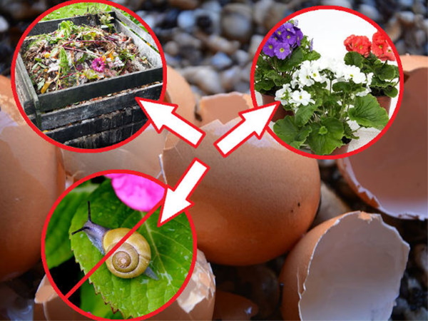 Яичная скорлупа для огорода, сада. Применение для растений, культур, рассады, цветов