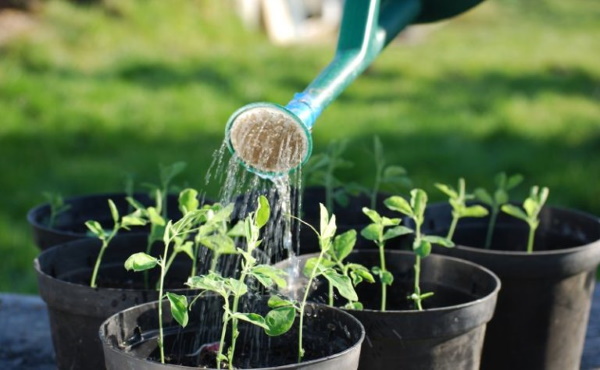 Яичная скорлупа для огорода, сада. Применение для растений, культур, рассады, цветов