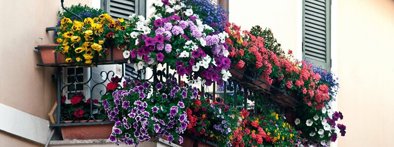 Balkony beautiful flowers small
