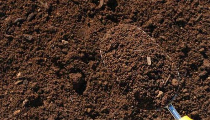 Почва для посадки ежевики