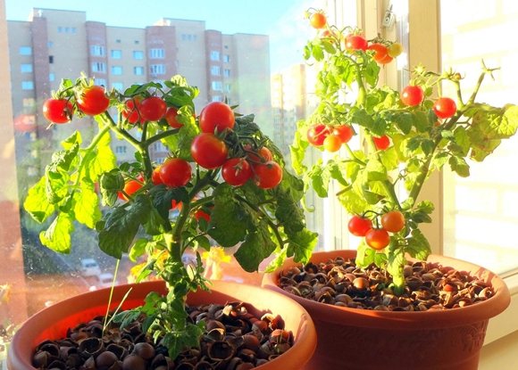 помидоры черри на балконе