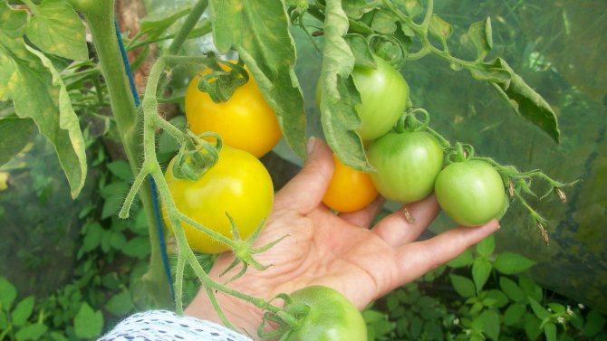 'Разновидность томатов сорта 