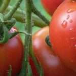 Томат Розовая Ляна: характеристика и описание сорта, отзывы тех кто сажал помидоры об их урожайности, видео и фото семян