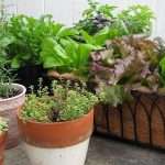 Огород на балконе своими руками: как устроить и что посадить