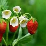 Чем и как подкормить клубнику во время цветения и плодоношения + народные средства и удобрения