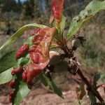 Курчавость листьев персика: методы борьбы и профилактики