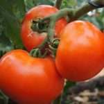 luchshie-sorta-tomata-dlya-severo-zapada-po-otzyvam