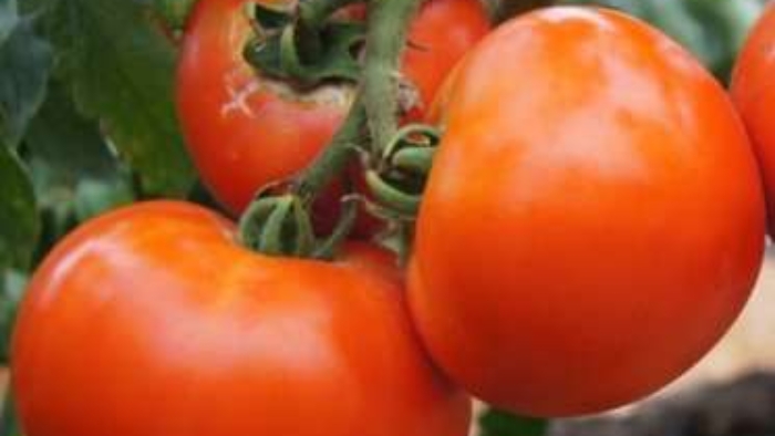 luchshie-sorta-tomata-dlya-severo-zapada-po-otzyvam