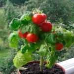 pomidory-na-podokonnike-vyrashhivanie-v-kvartire-poshagovo-kruglyj-god-uhod-komnatnye-sorta